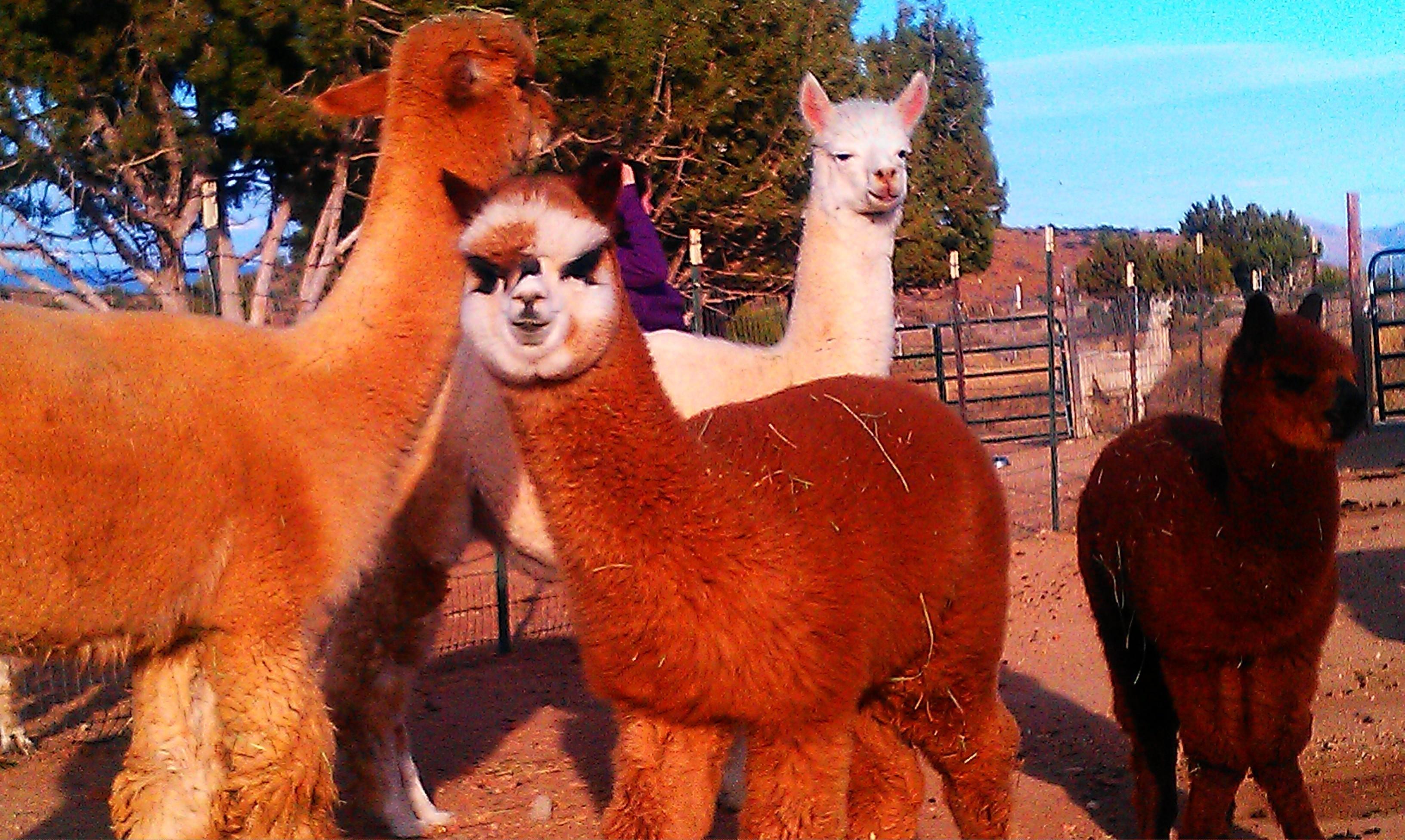 Alpacas of the Southwest