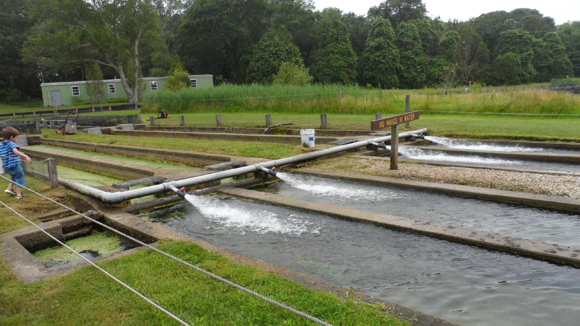 Sandwich Fish Hatchery