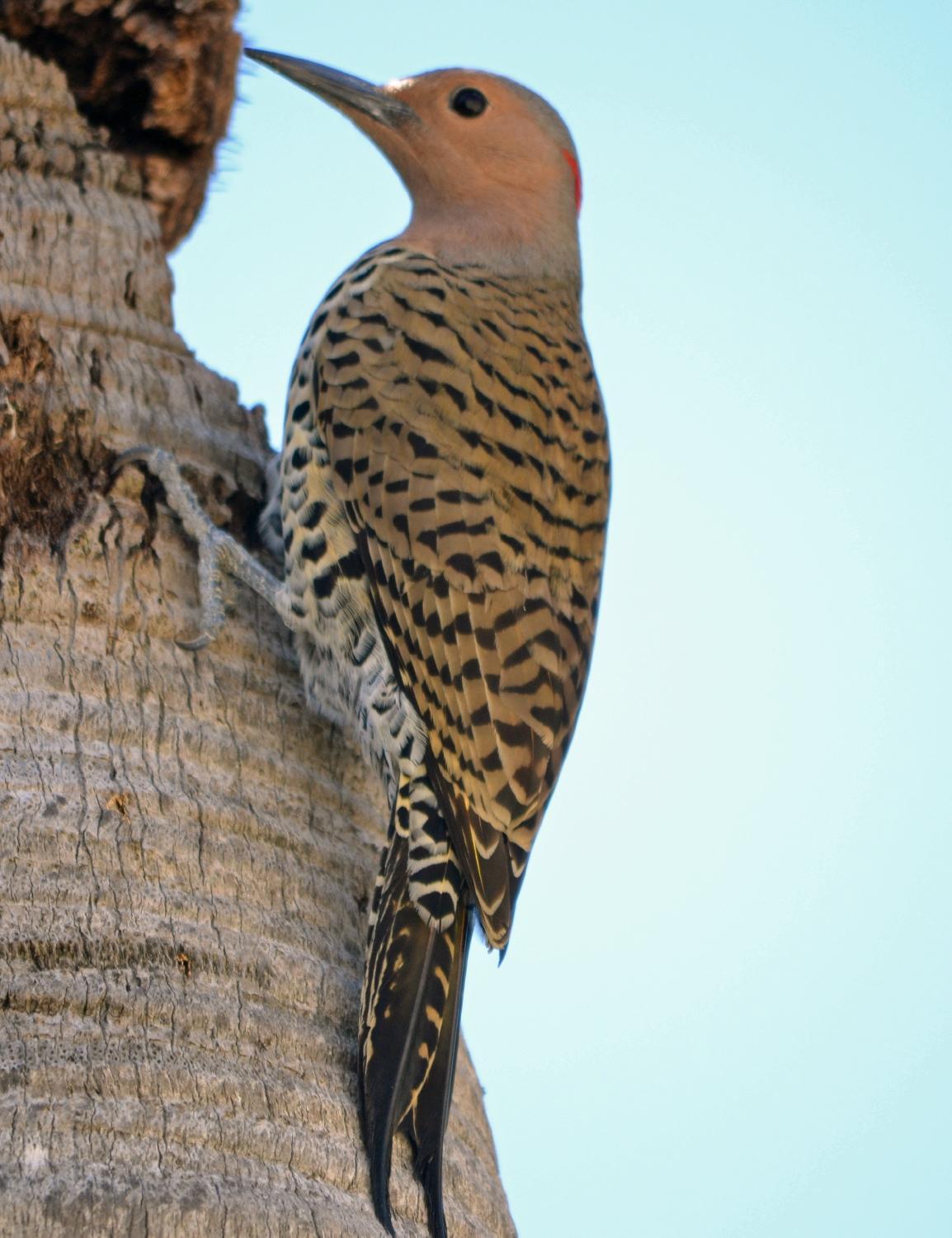 Down East Birdwatching and Nature Tours