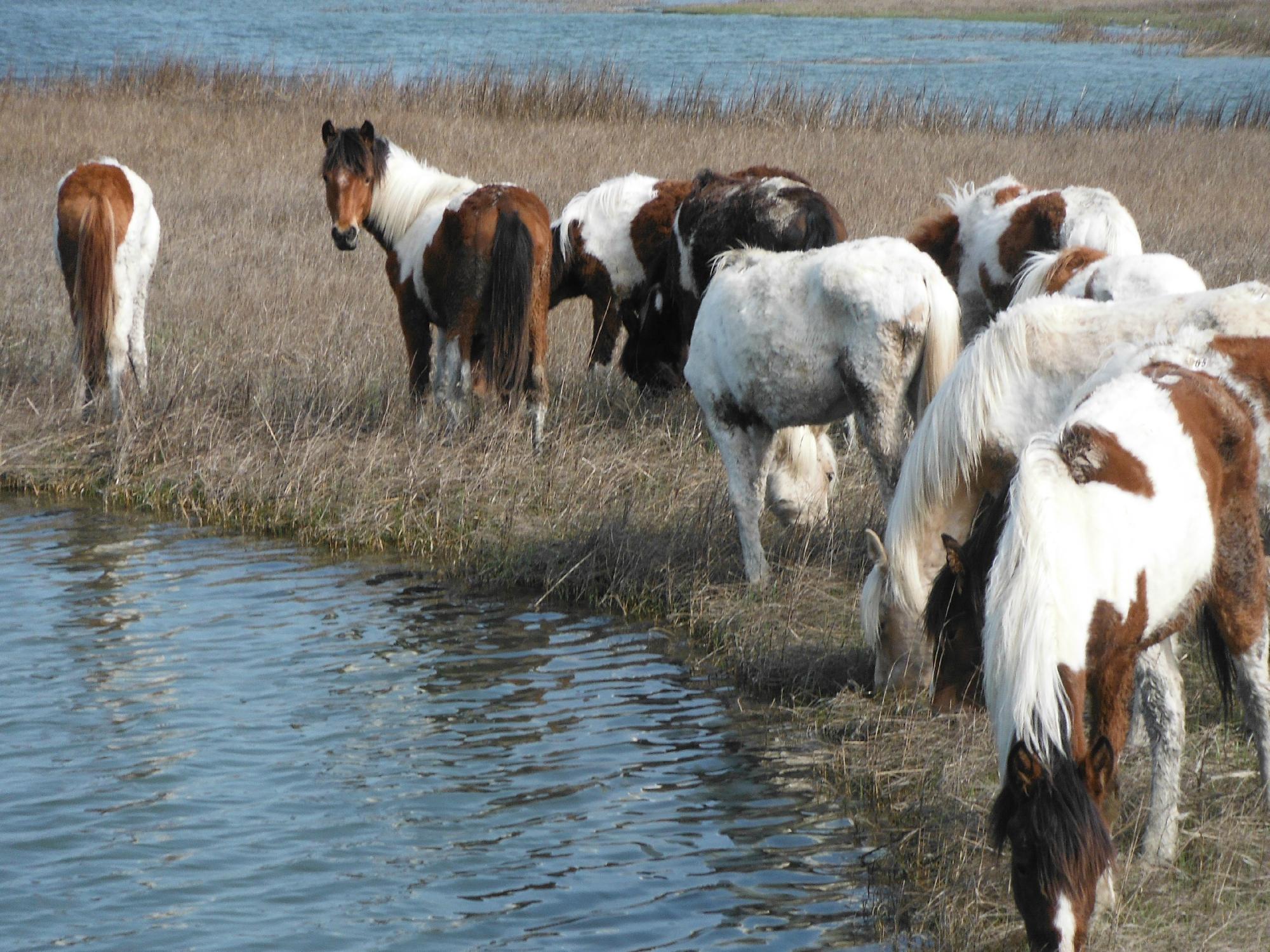 Daisey's Island Cruises