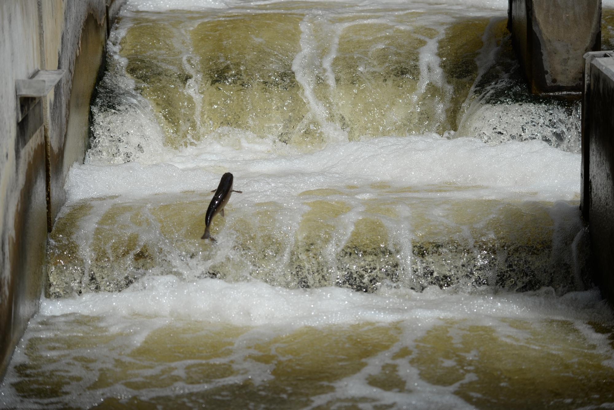 Fish Ladder