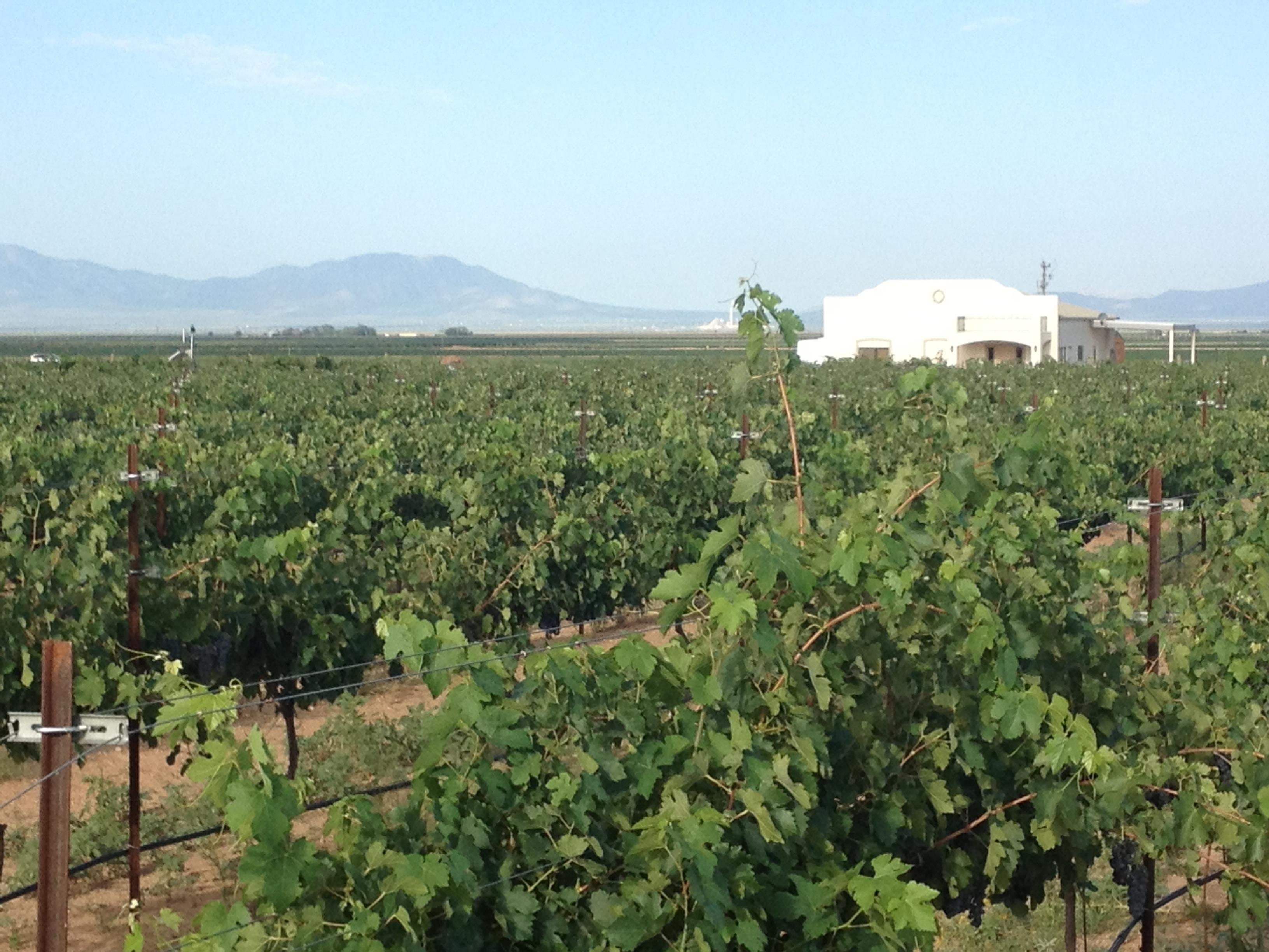 Zarpara Vineyard