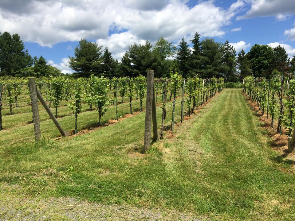 Connecticut Valley Winery