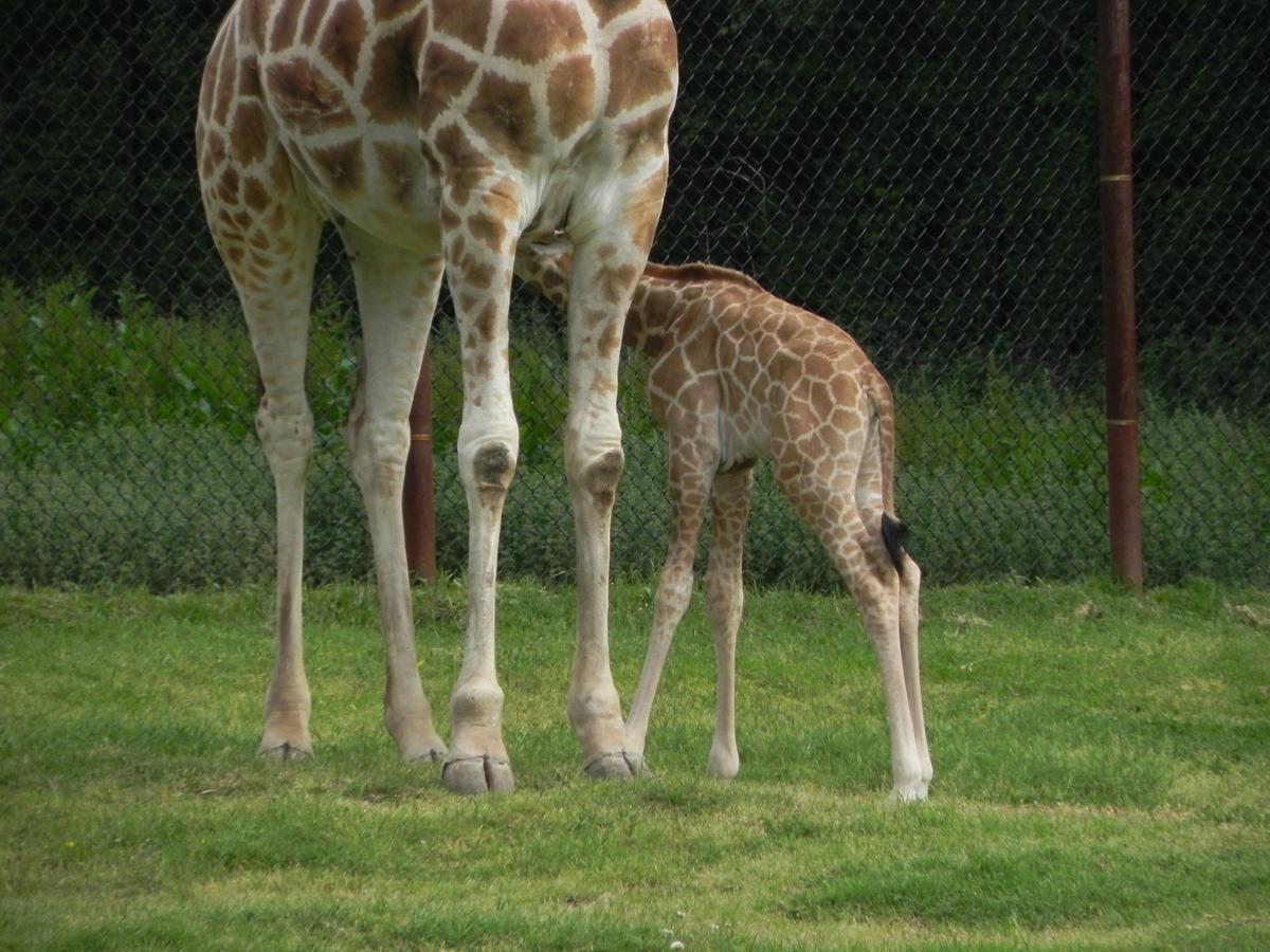 Dickerson Park Zoo