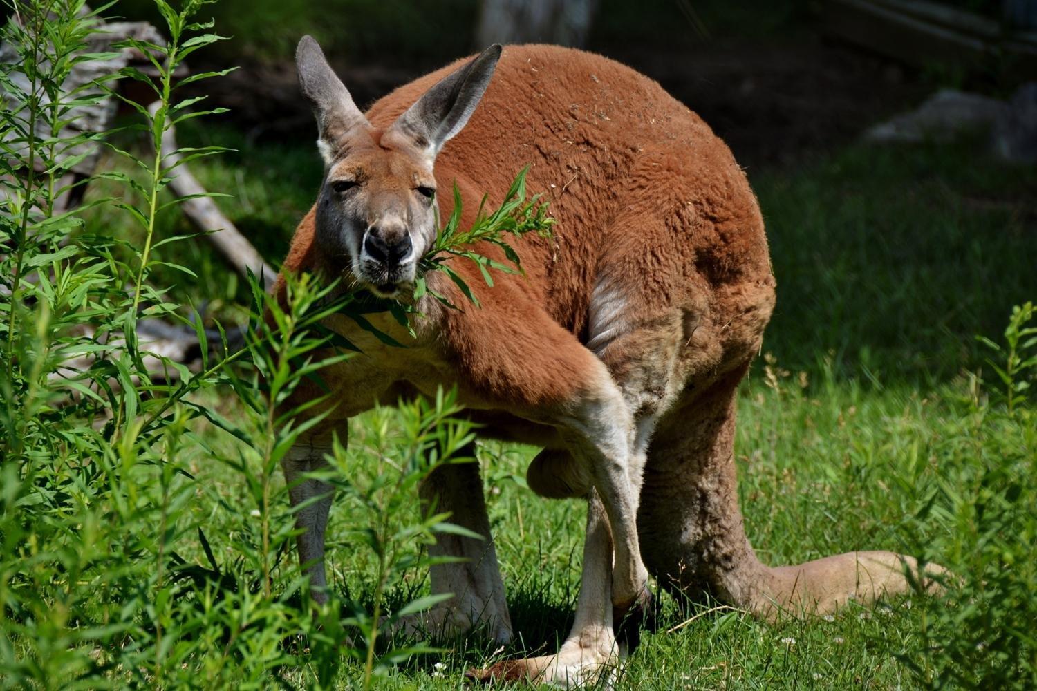 Saunders Country Critters Zoo