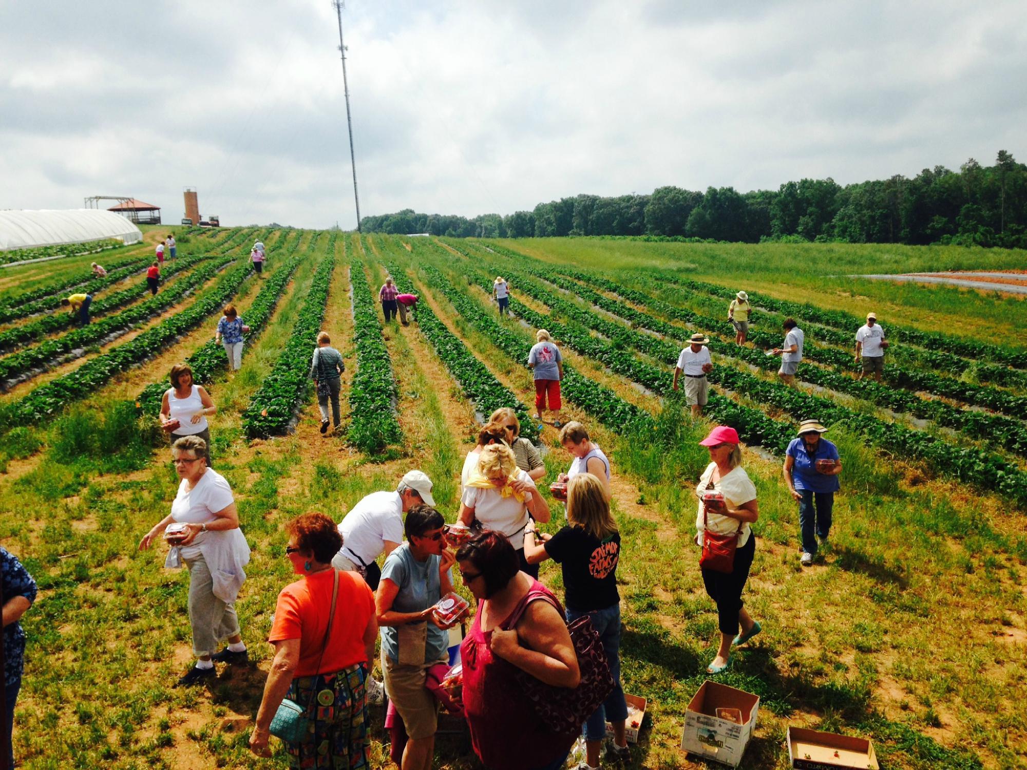 Jaemor Farms