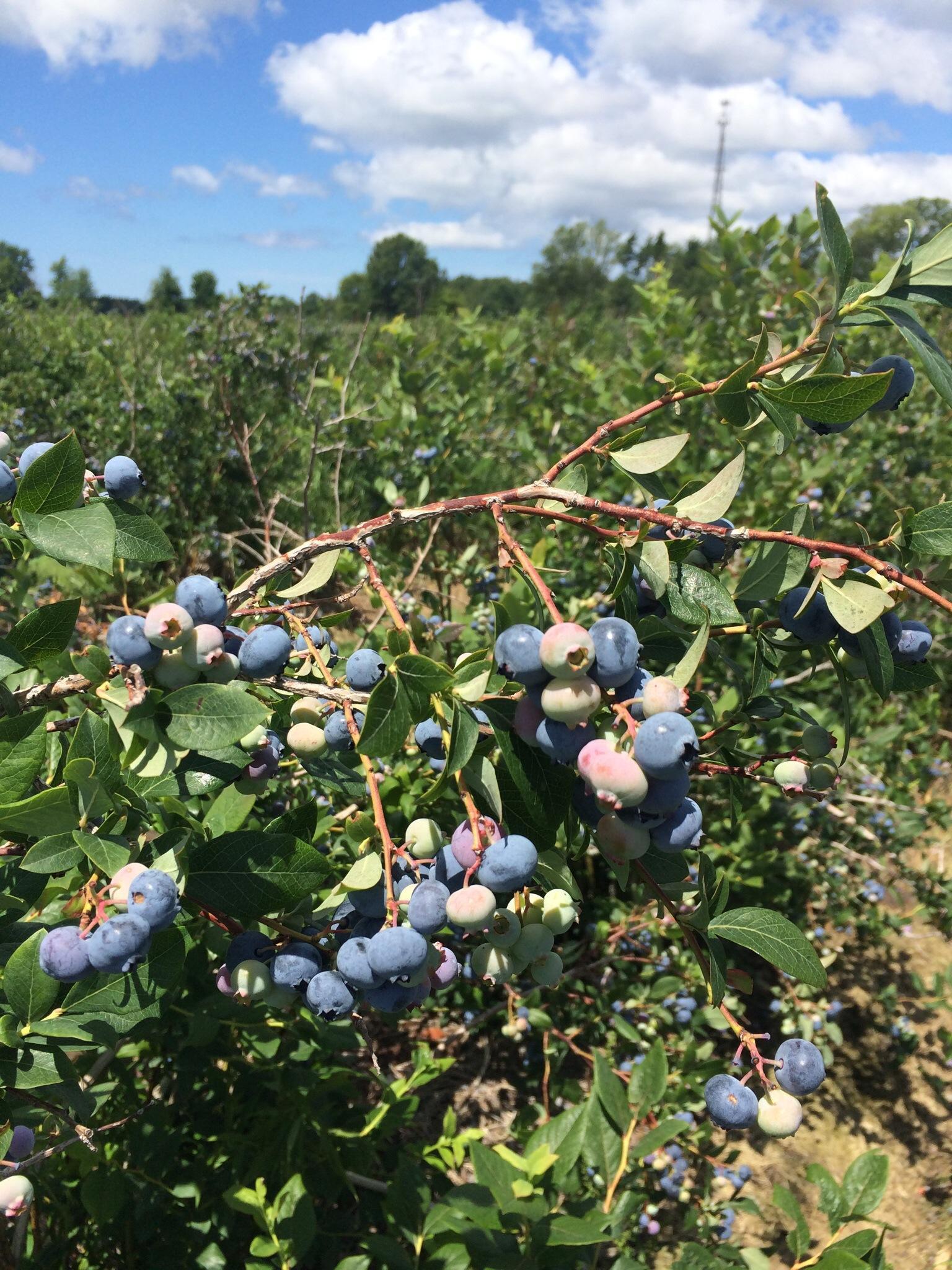 Reenders Blueberry Farm