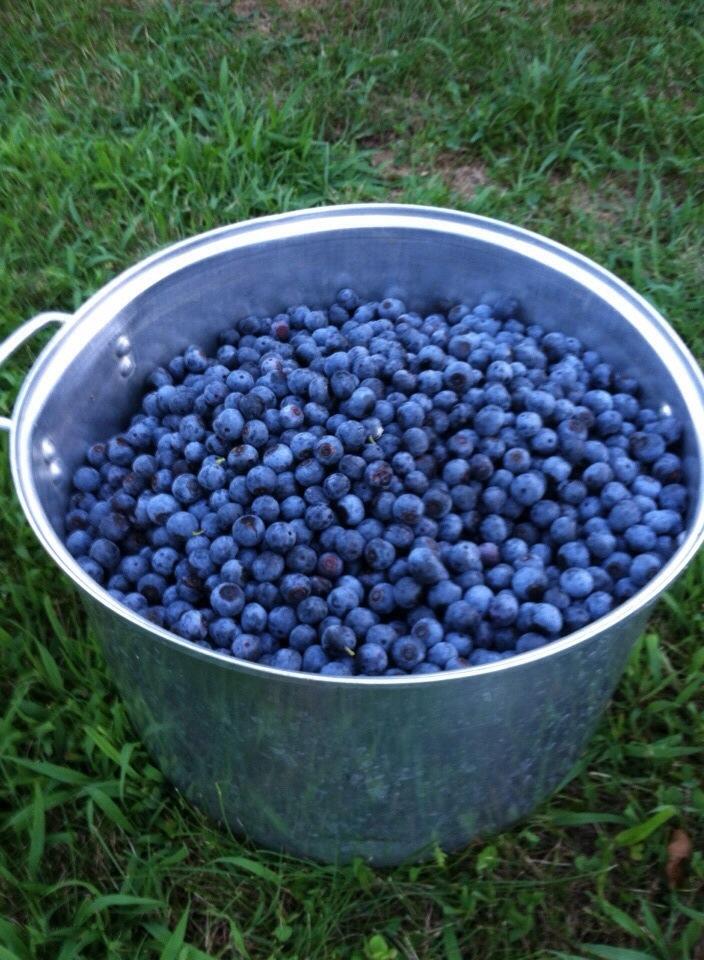 Holcomb's Blueberries