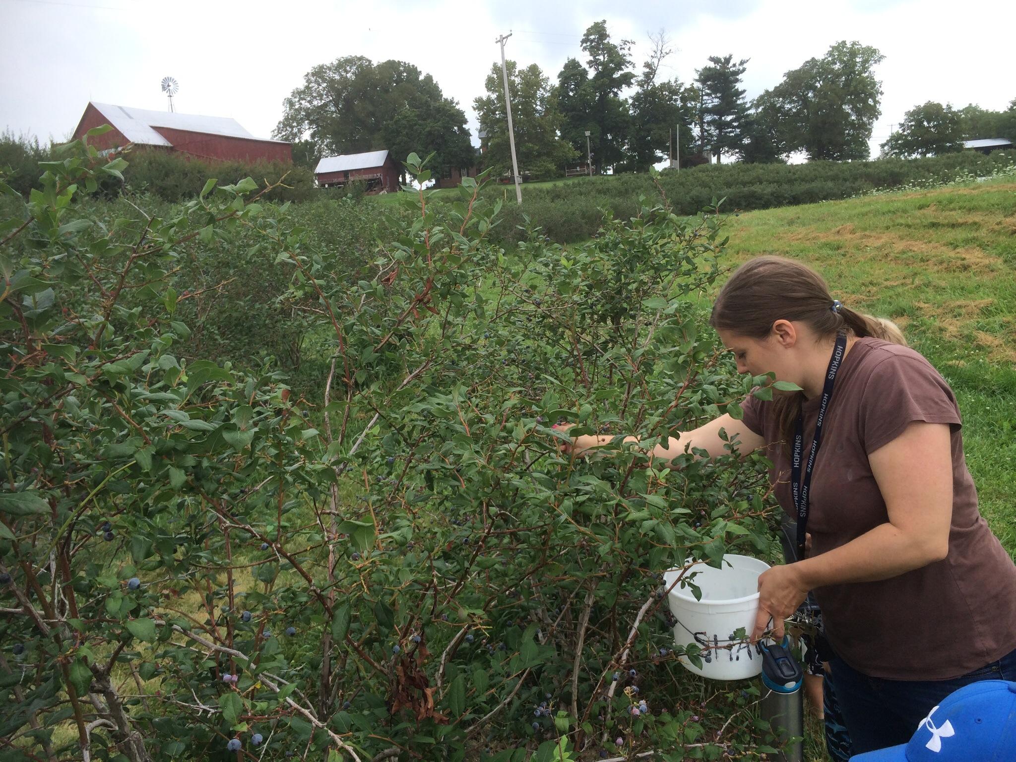 Shaw Orchards