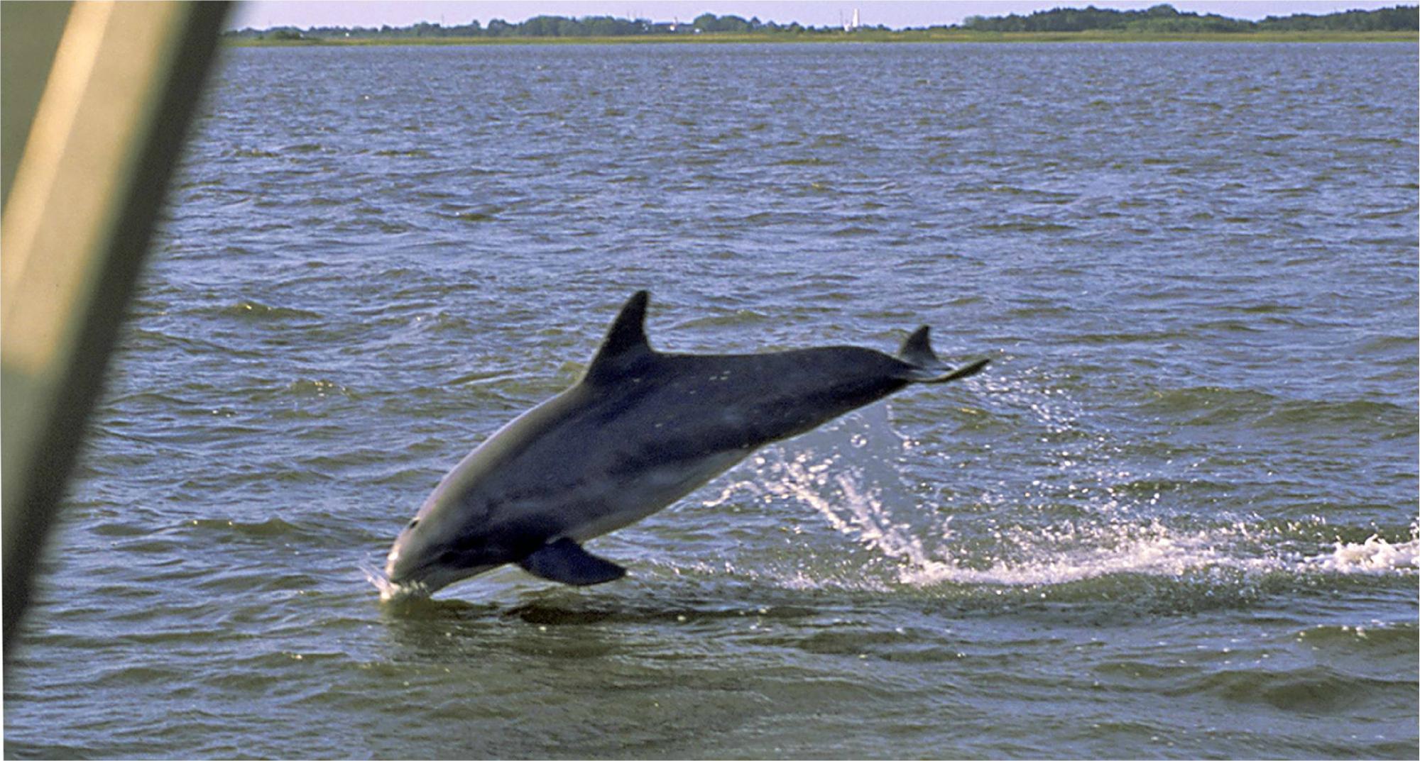 Jekyll Island ​Dolphin Tours