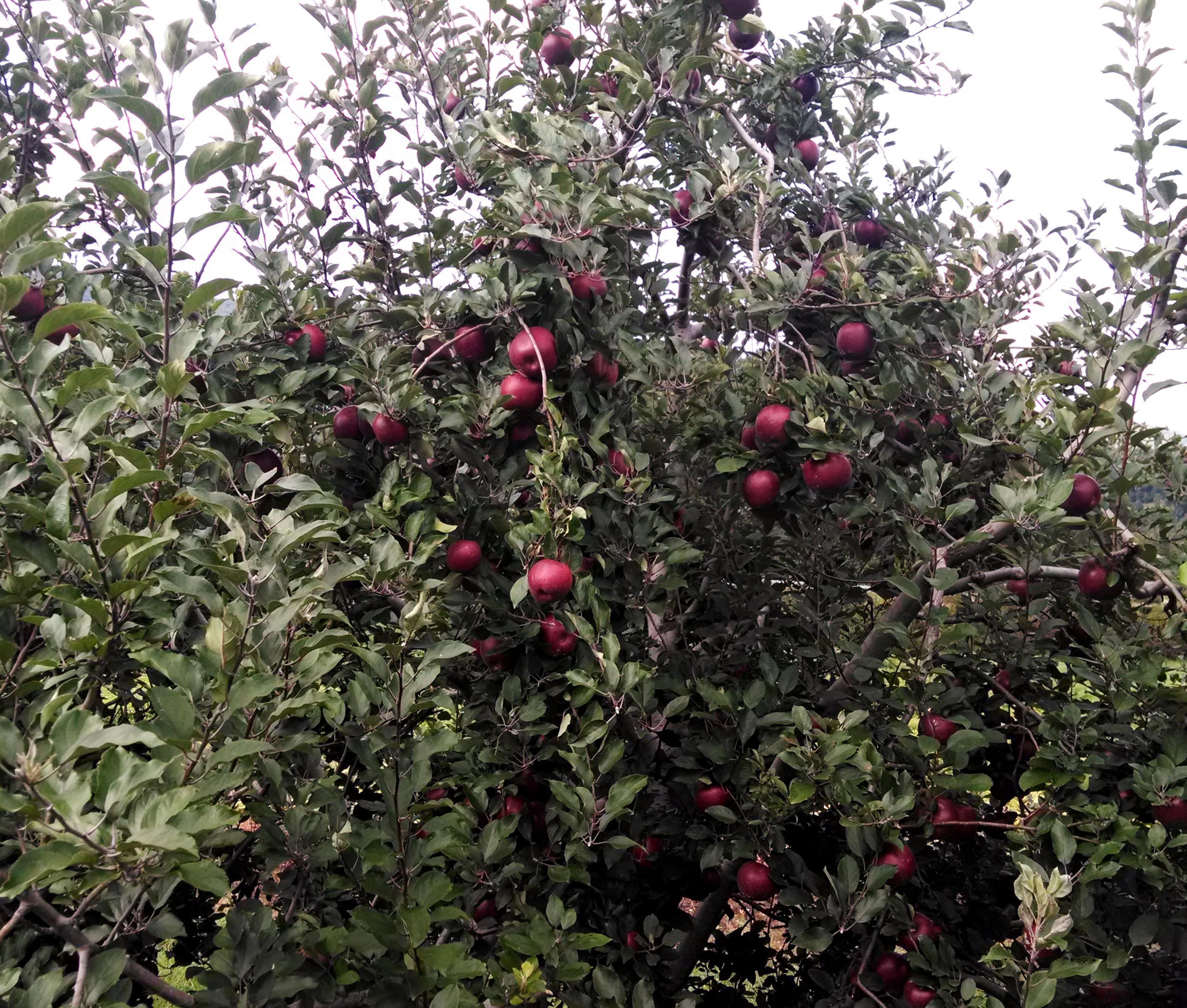 Barber Orchards Fruitstand