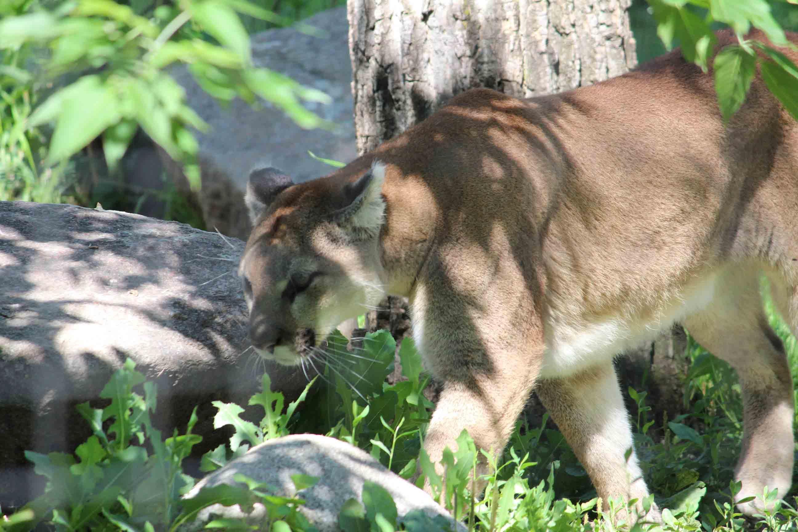 The Dakota Zoo