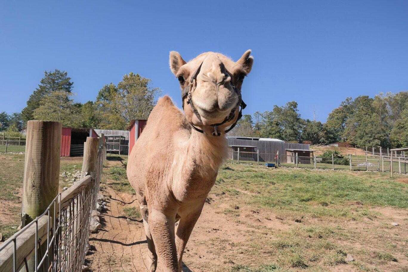 Little Ponderosa Zoo