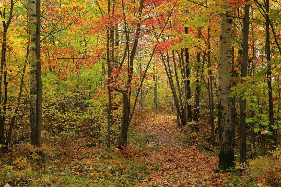 Laurier Woods Conservation Area