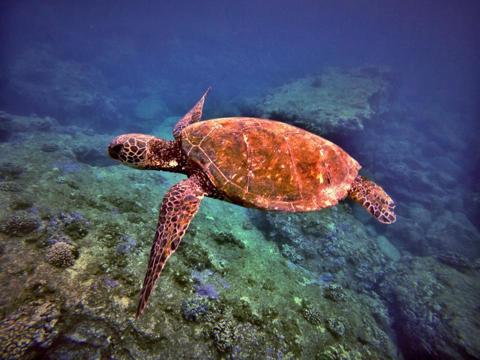 Banzai Divers Hawaii