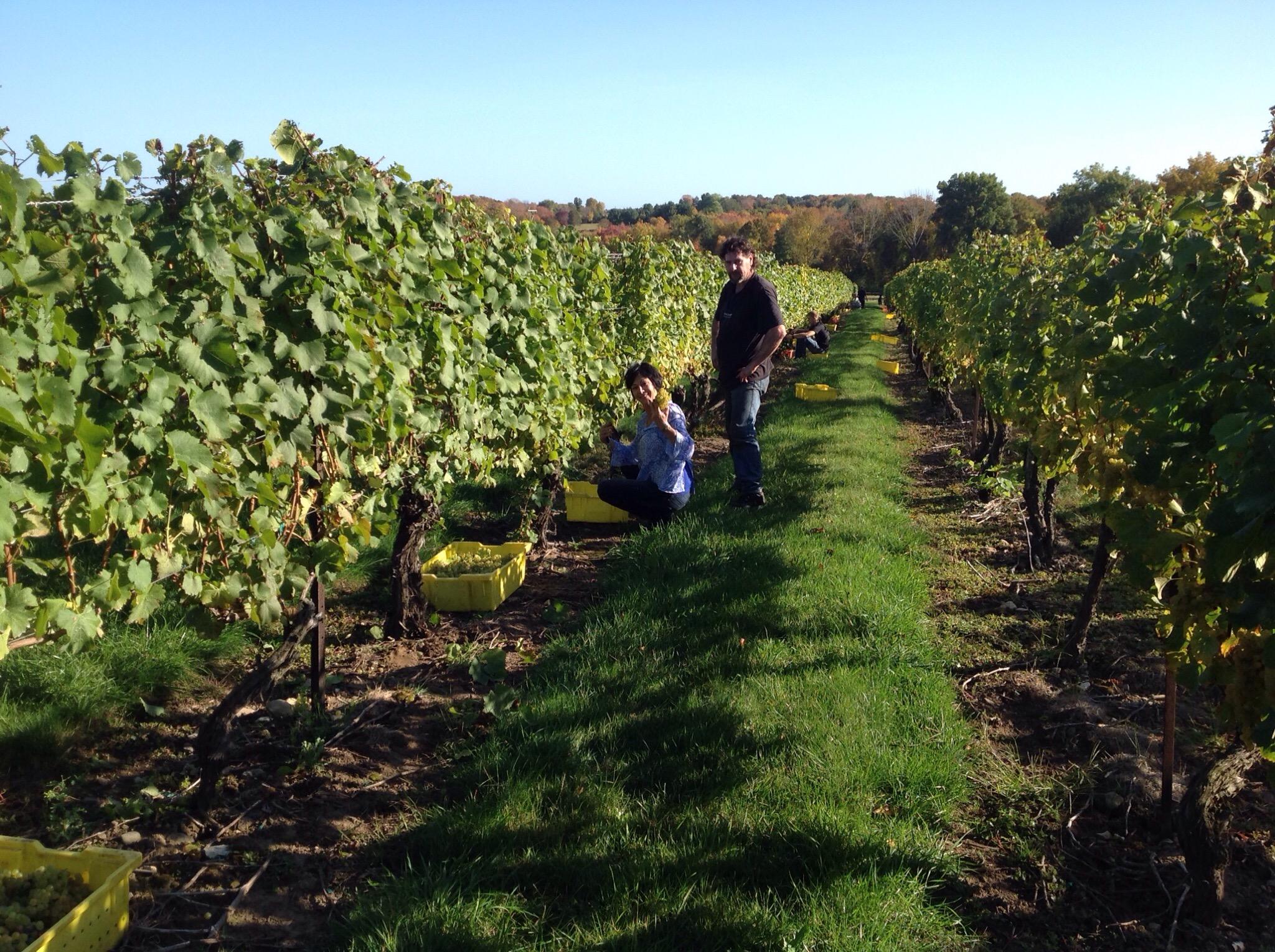 Stonington Vineyards