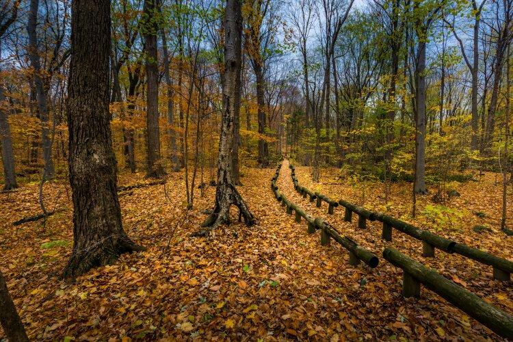 Bois-de-Liesse Nature Park