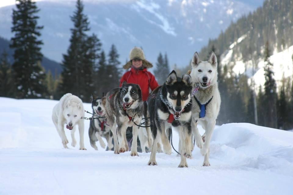 Cold Fire Creek Dogsledding