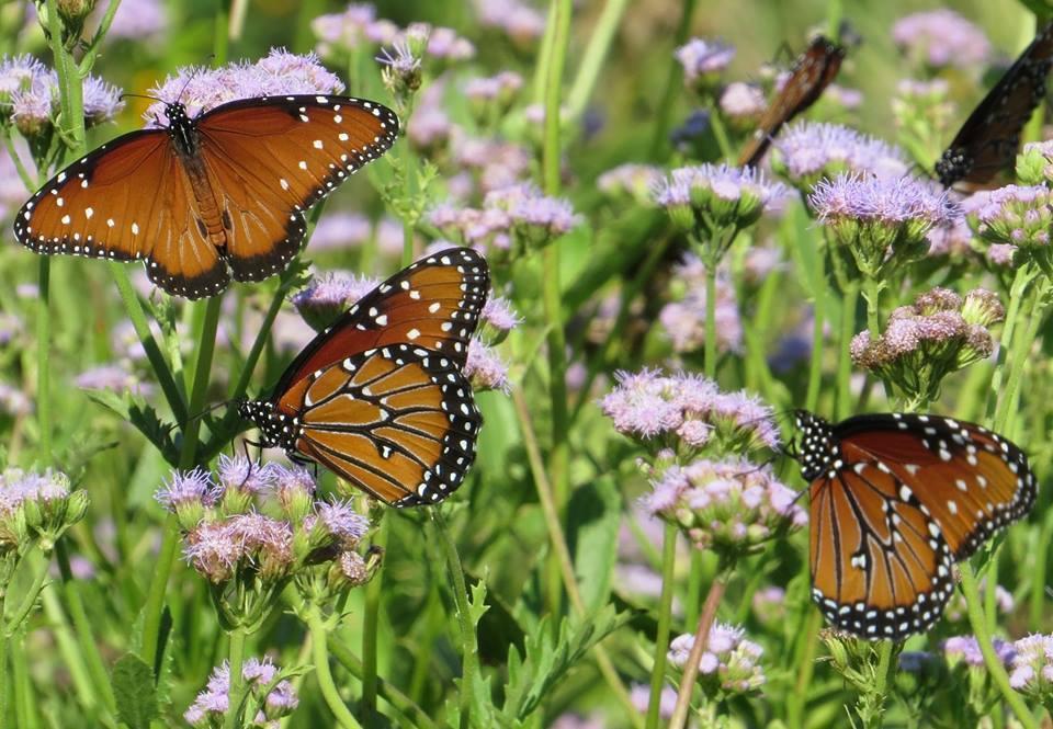 National Butterfly Center