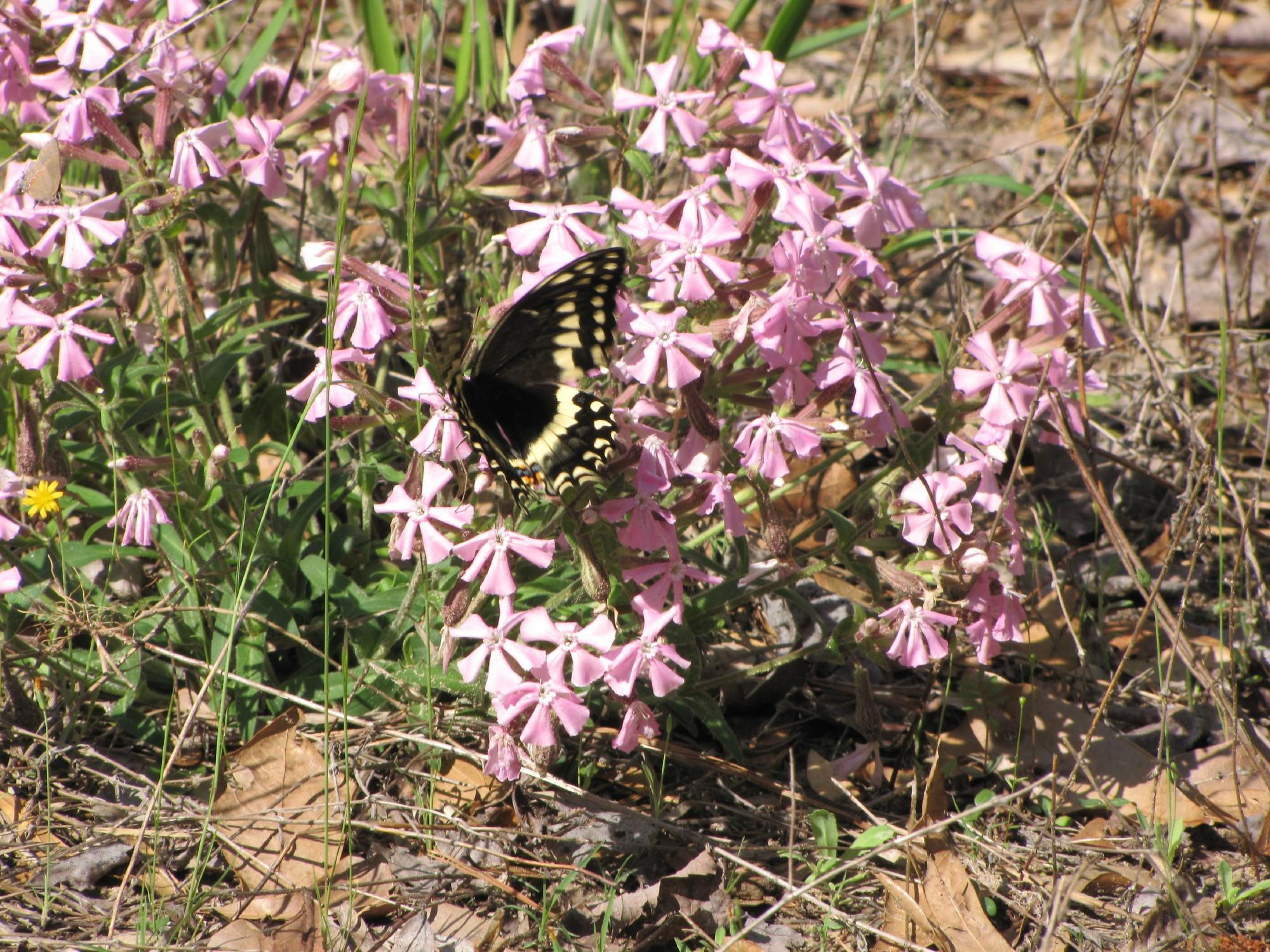 Kitty Hawk Woods Reserve