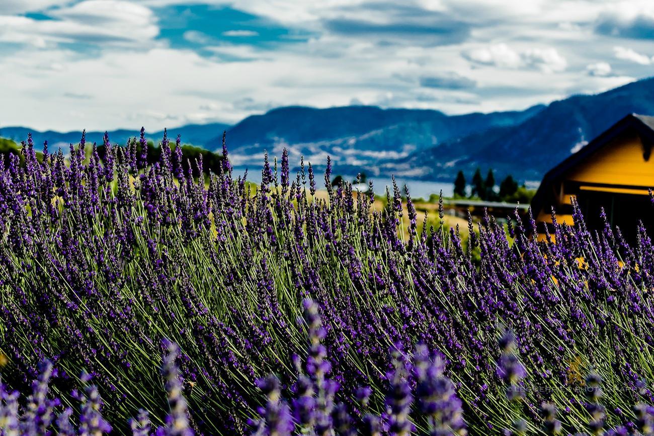 Forest Green Man Lavender