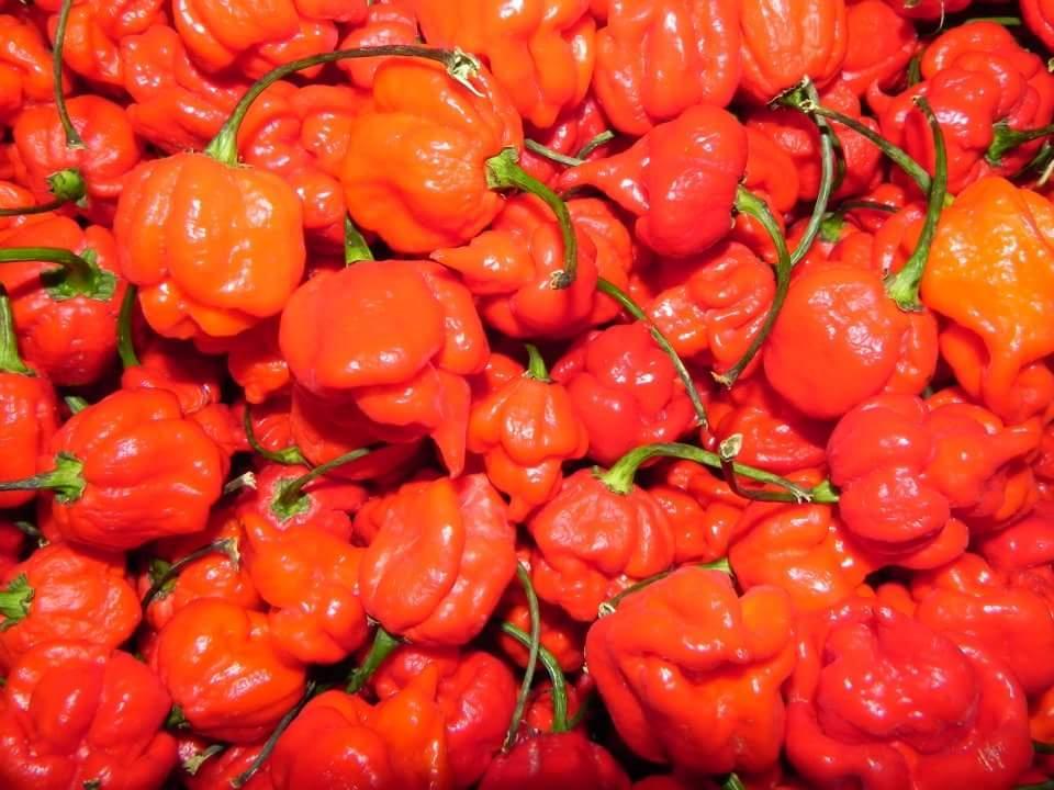 Volcanic Peppers