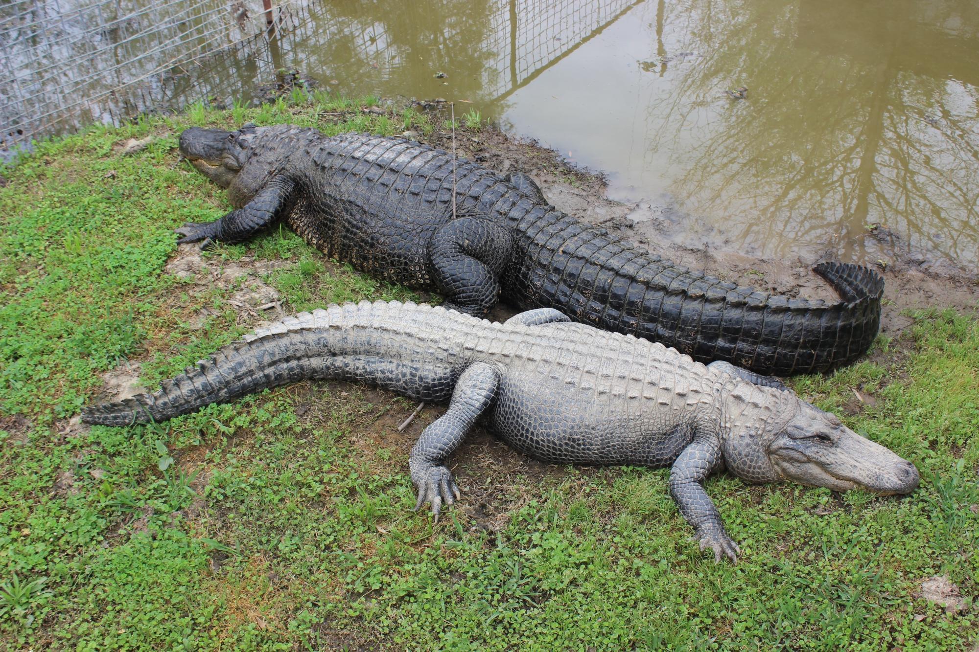 East Texas Gators and Wildlife Park