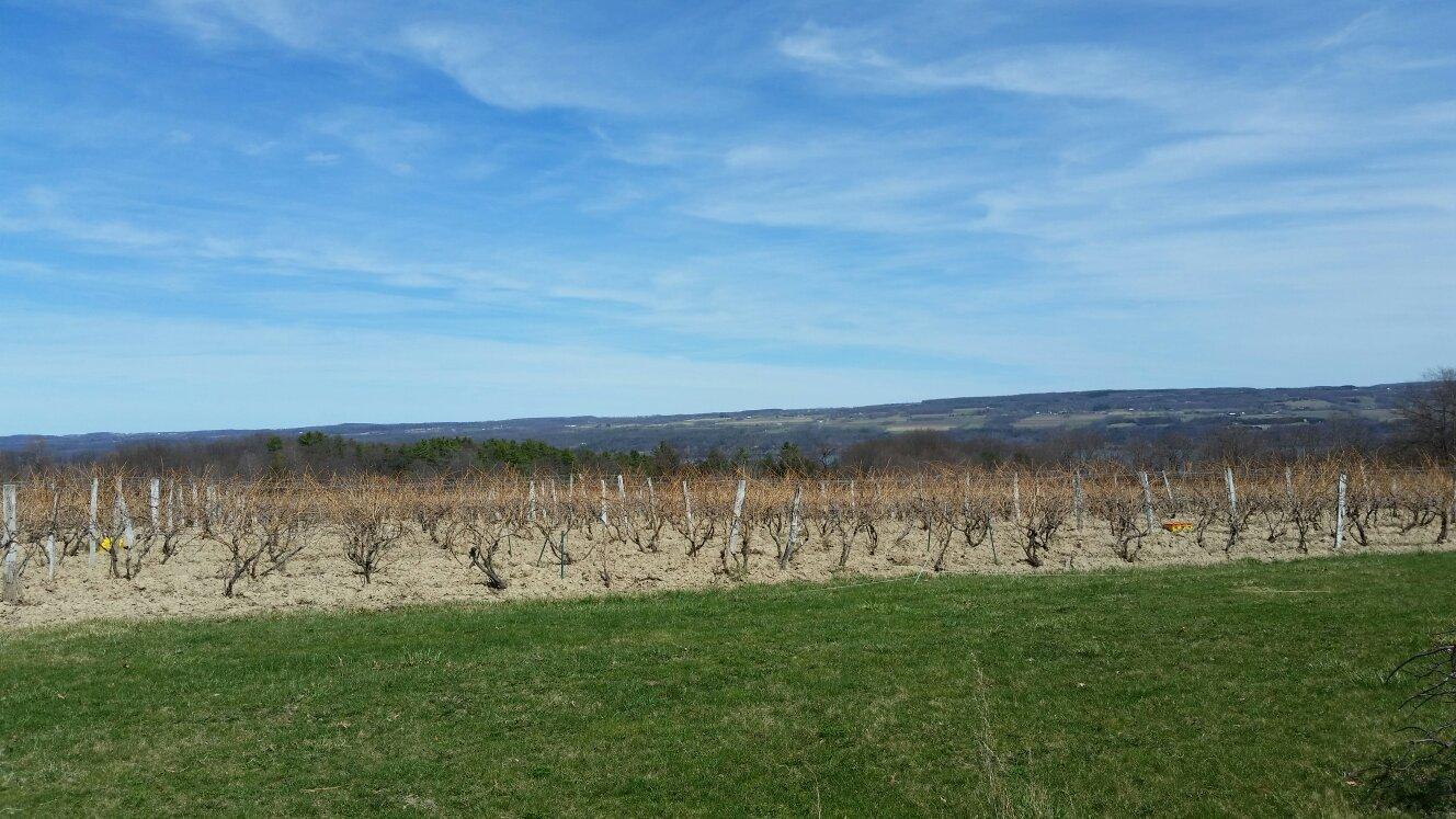 Shaw Vineyard