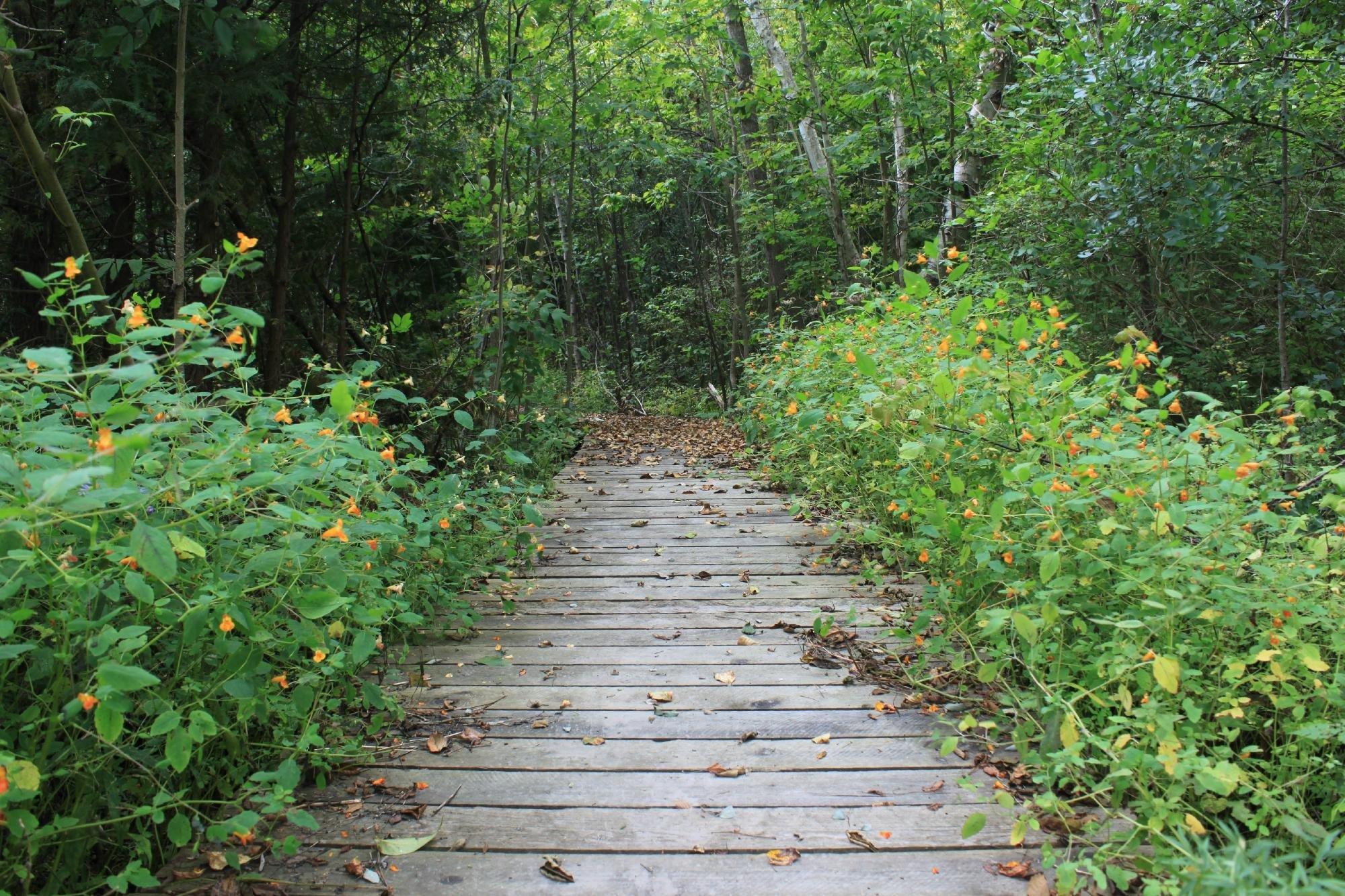 Bruce's Mill Conservation Park