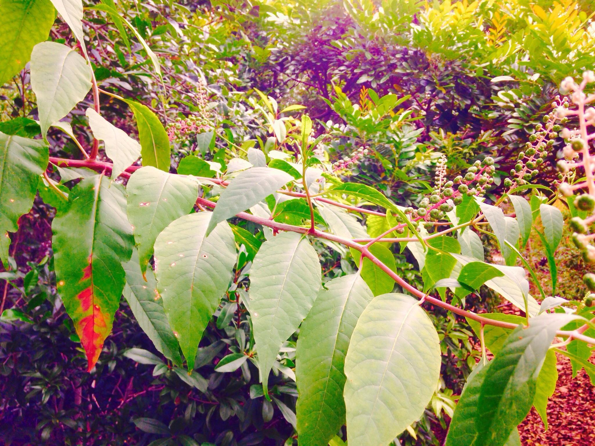 Robert J Huckshorn Arboretum