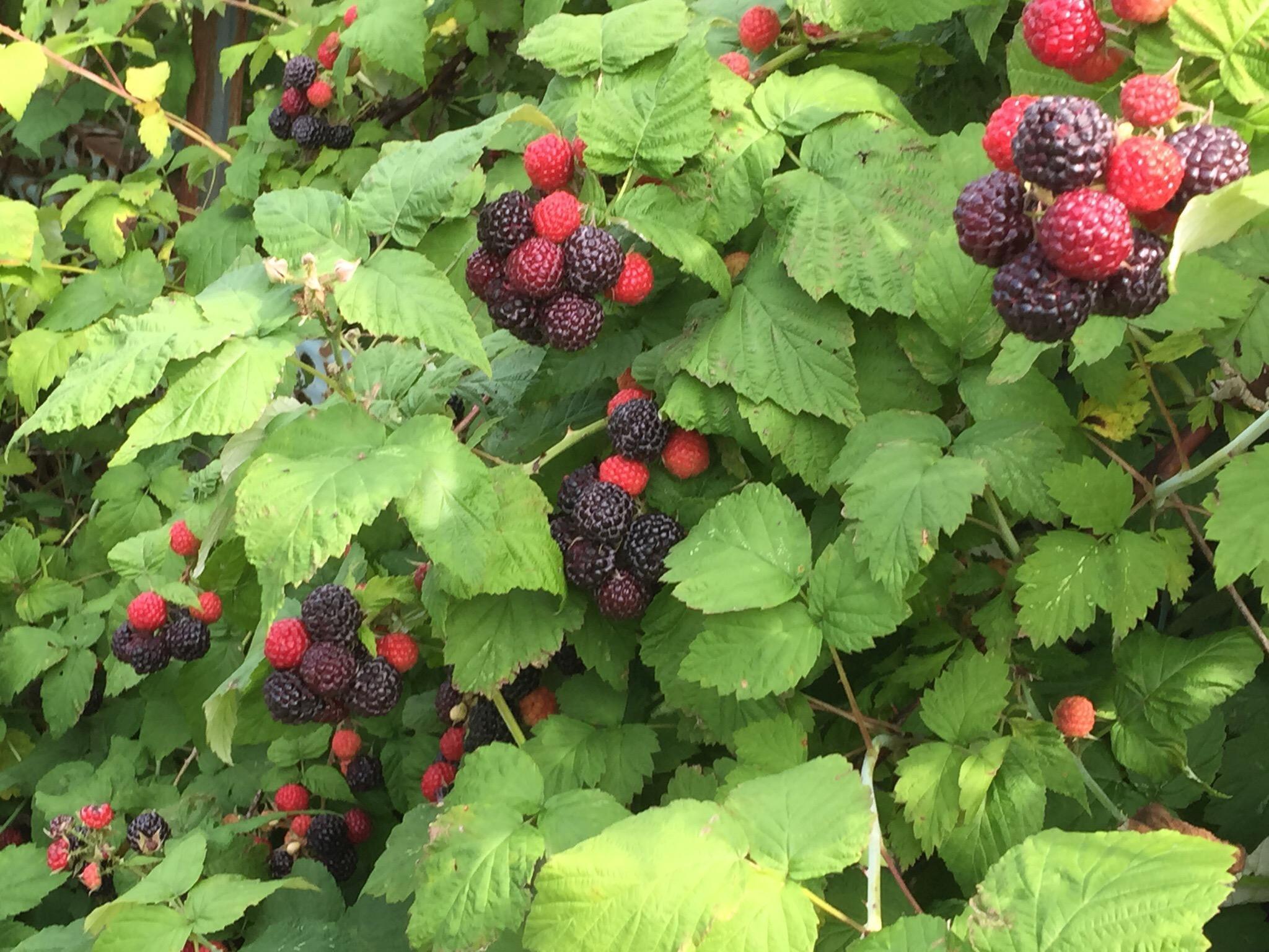 Corey Lake Orchards