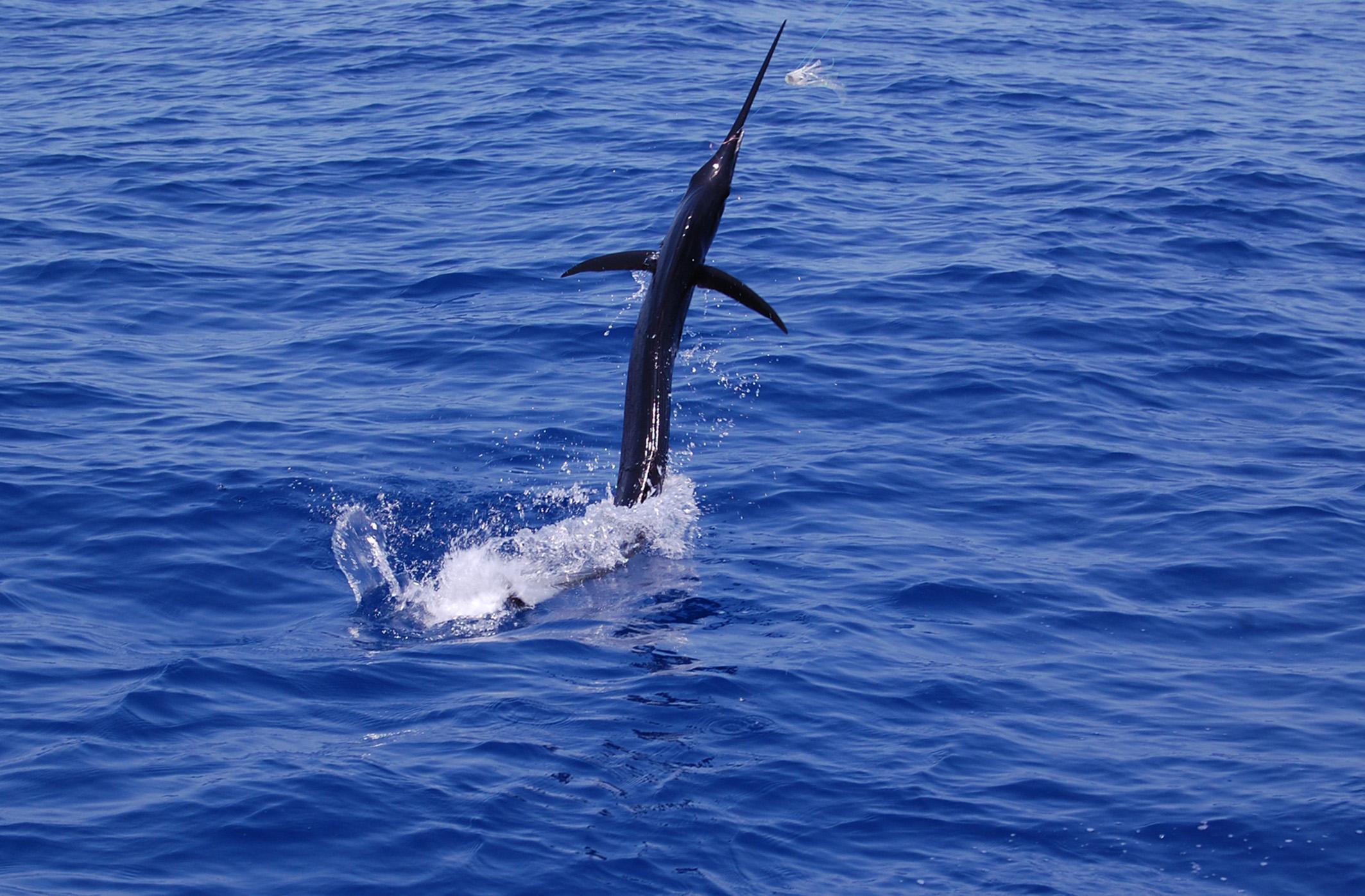 Islamorada Fishing