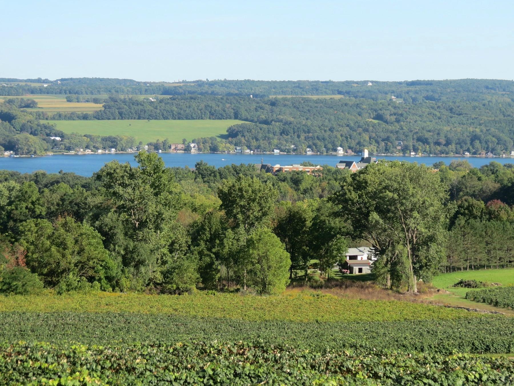 Vineyard View Winery