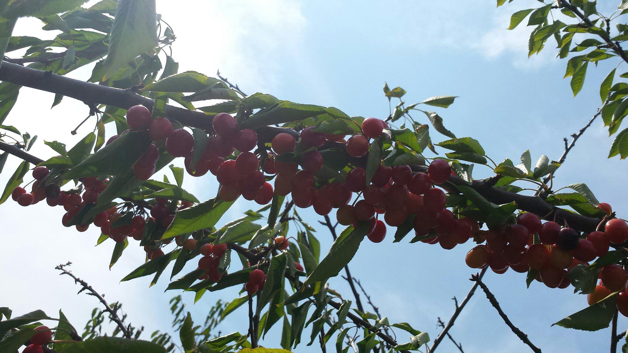 Lawrence Farms Orchards