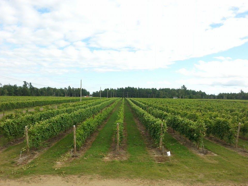 Richibucto River Wine Estate