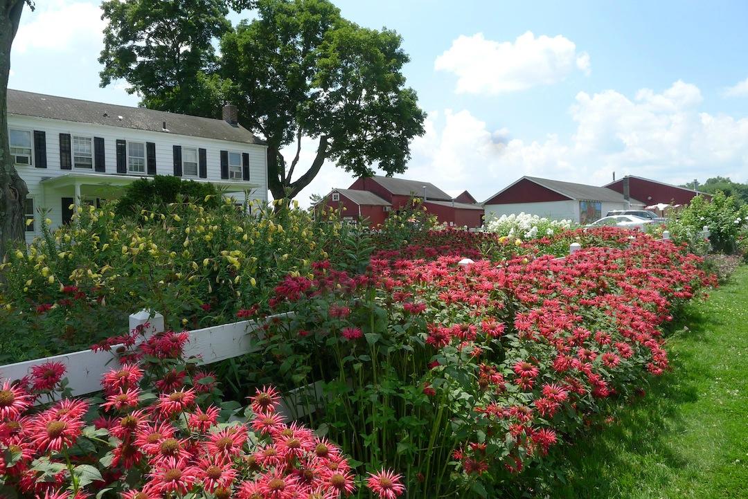 Terhune Orchards