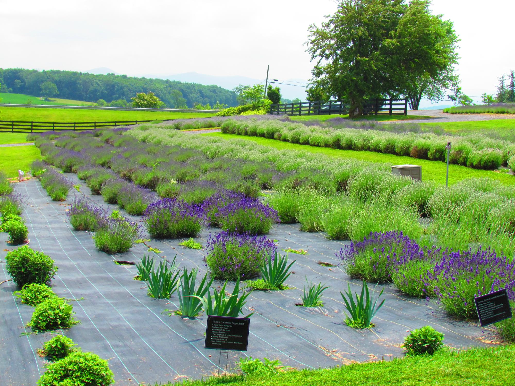 White Oak Lavender Farm & The Purple WOLF Tasting Room