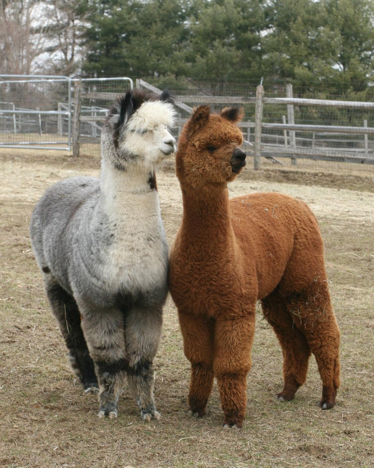 Faraway Farm Alpacas