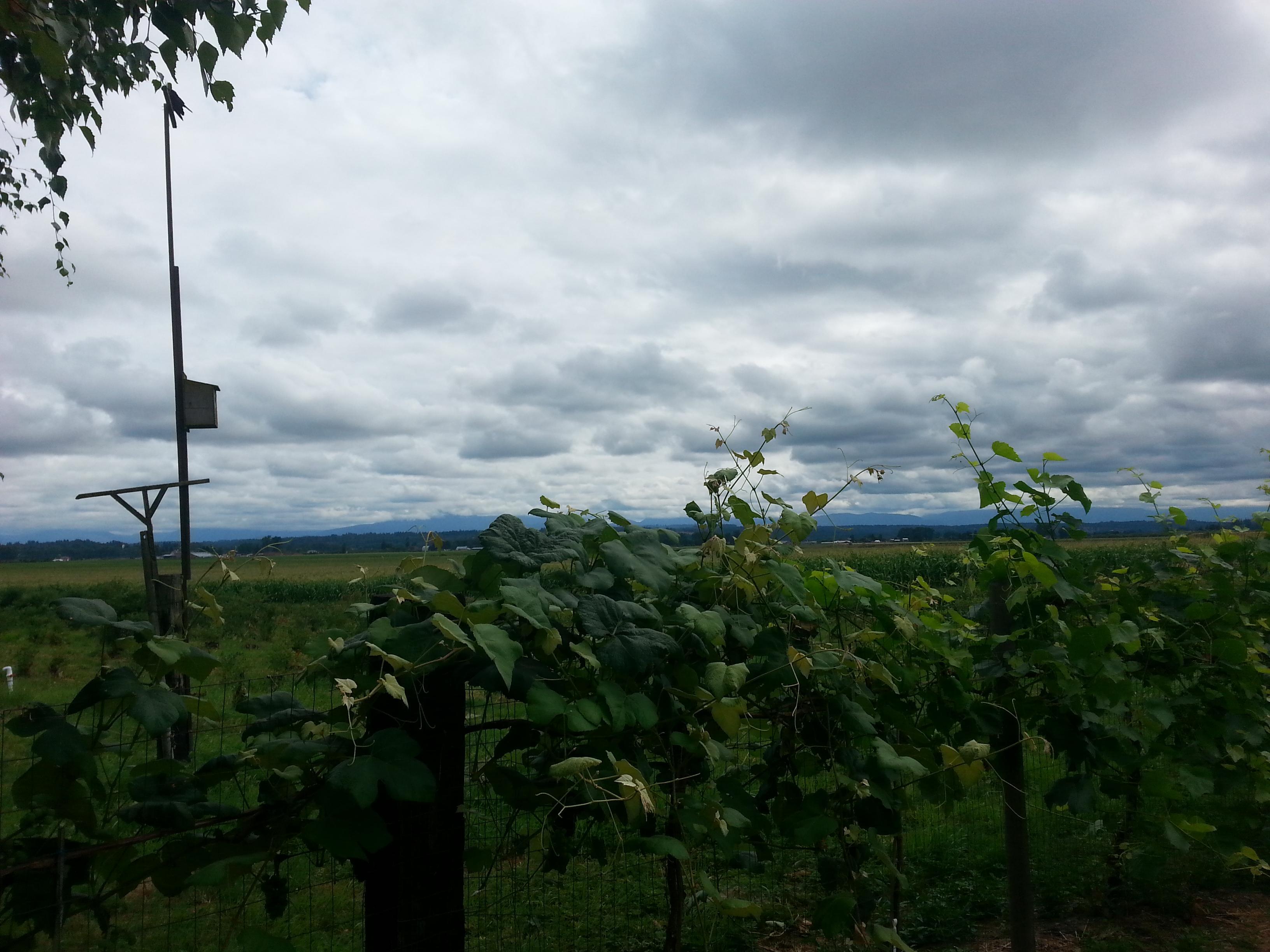 Mountainview Blueberry Farm