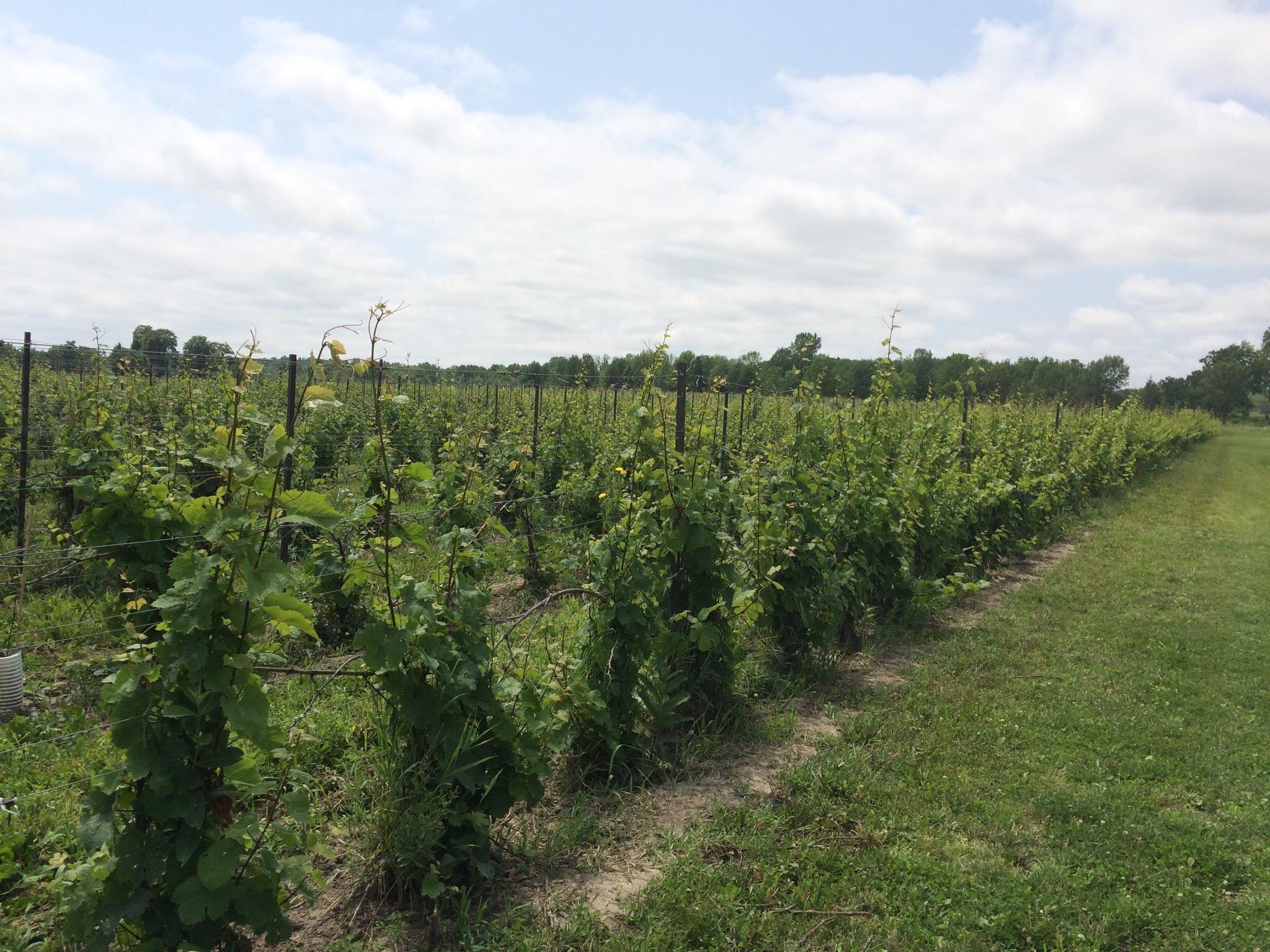 Hermann J. Wiemer Vineyard