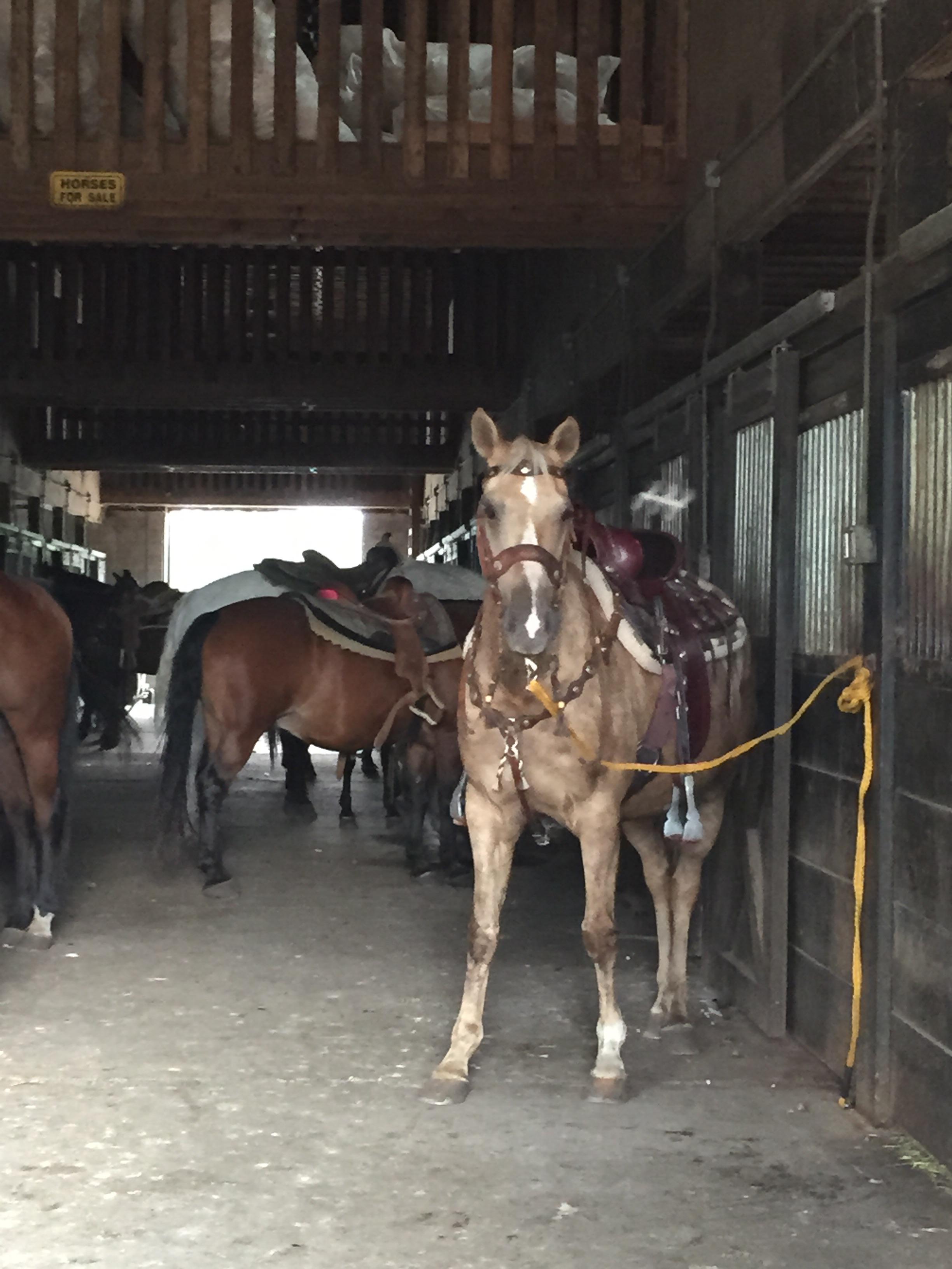 Echo Lake Stables