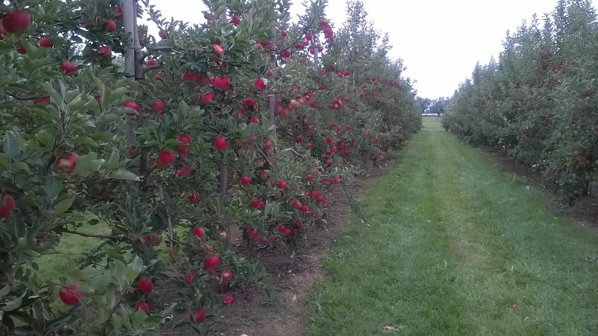 Albion Orchards & Country Market