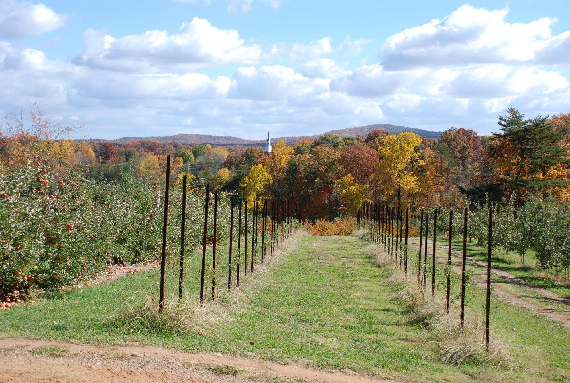 Apple Hill Orchard & Cider Mill