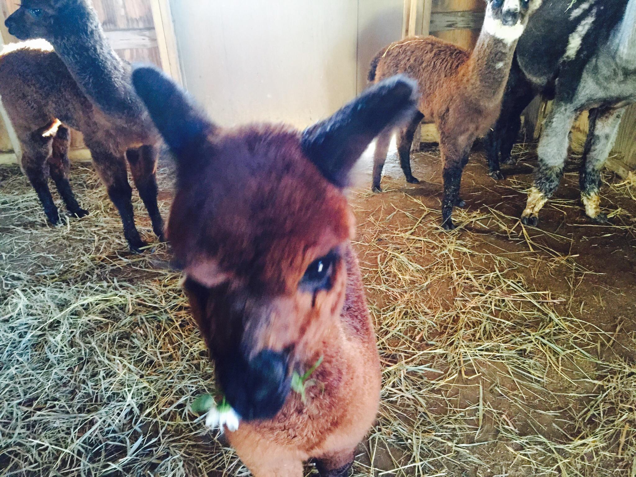 Alpacas Of Breezy Hill Ranch