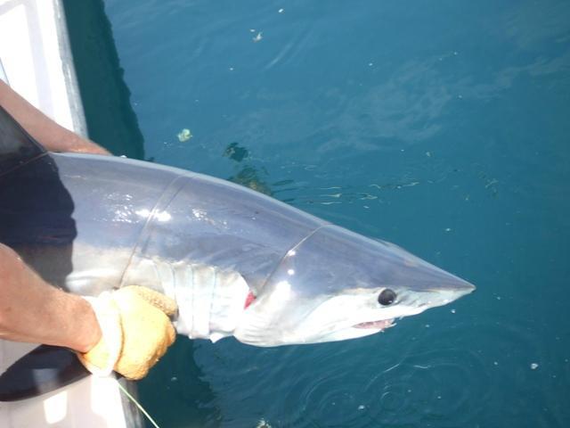 Babu Sport Fishing Charters