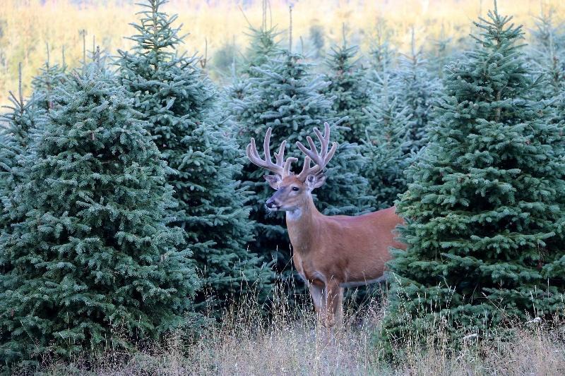 Hopkins Creek Whitetails Ranch