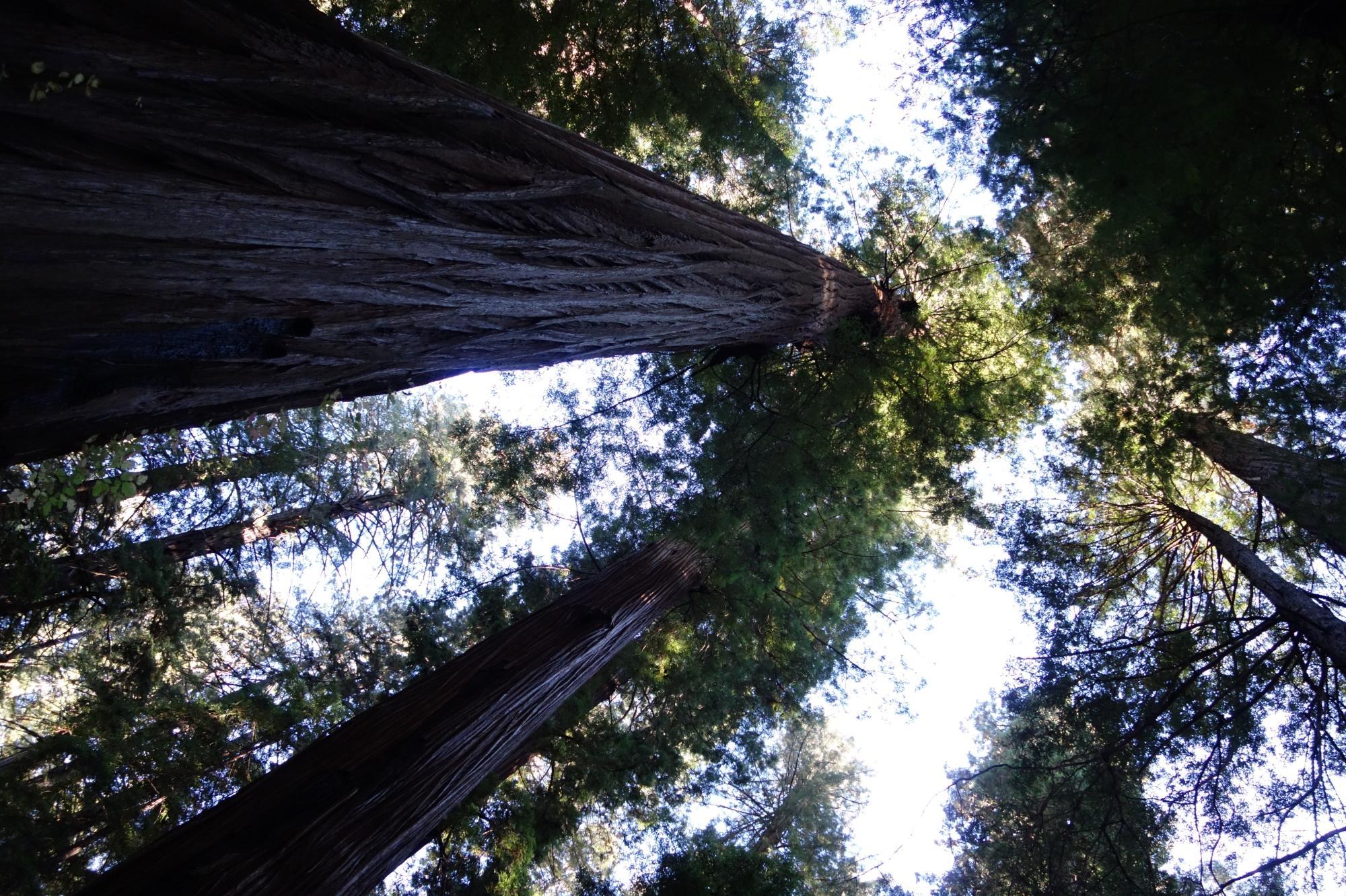 Redwood Trails Horse Rides