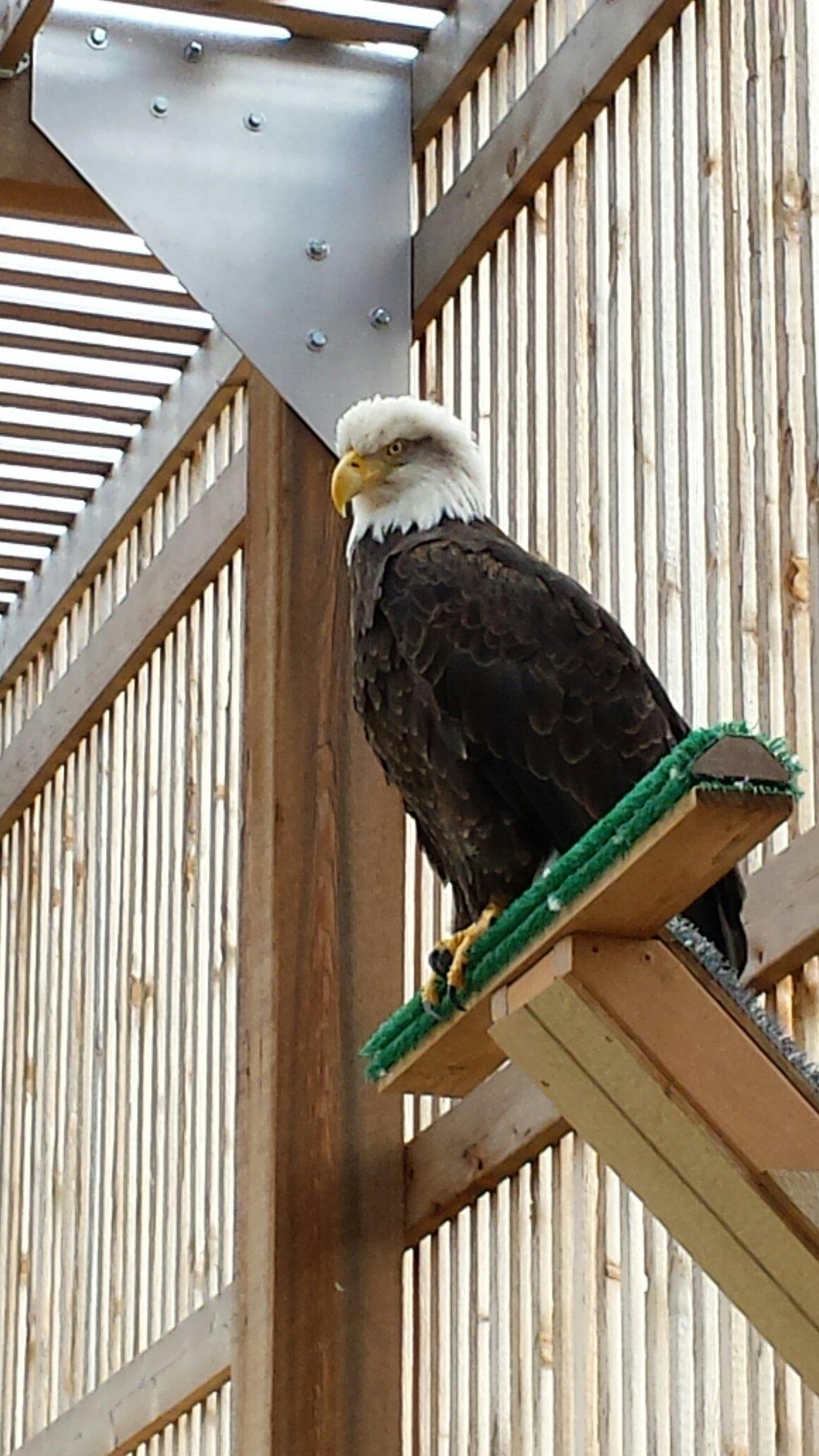 Grey Snow Eagle House