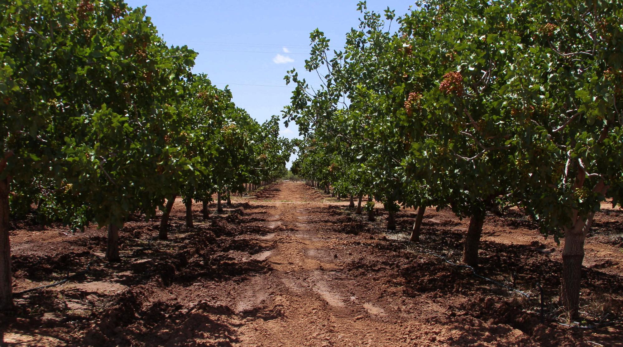 Heart of the Desert Pistachios & Wines