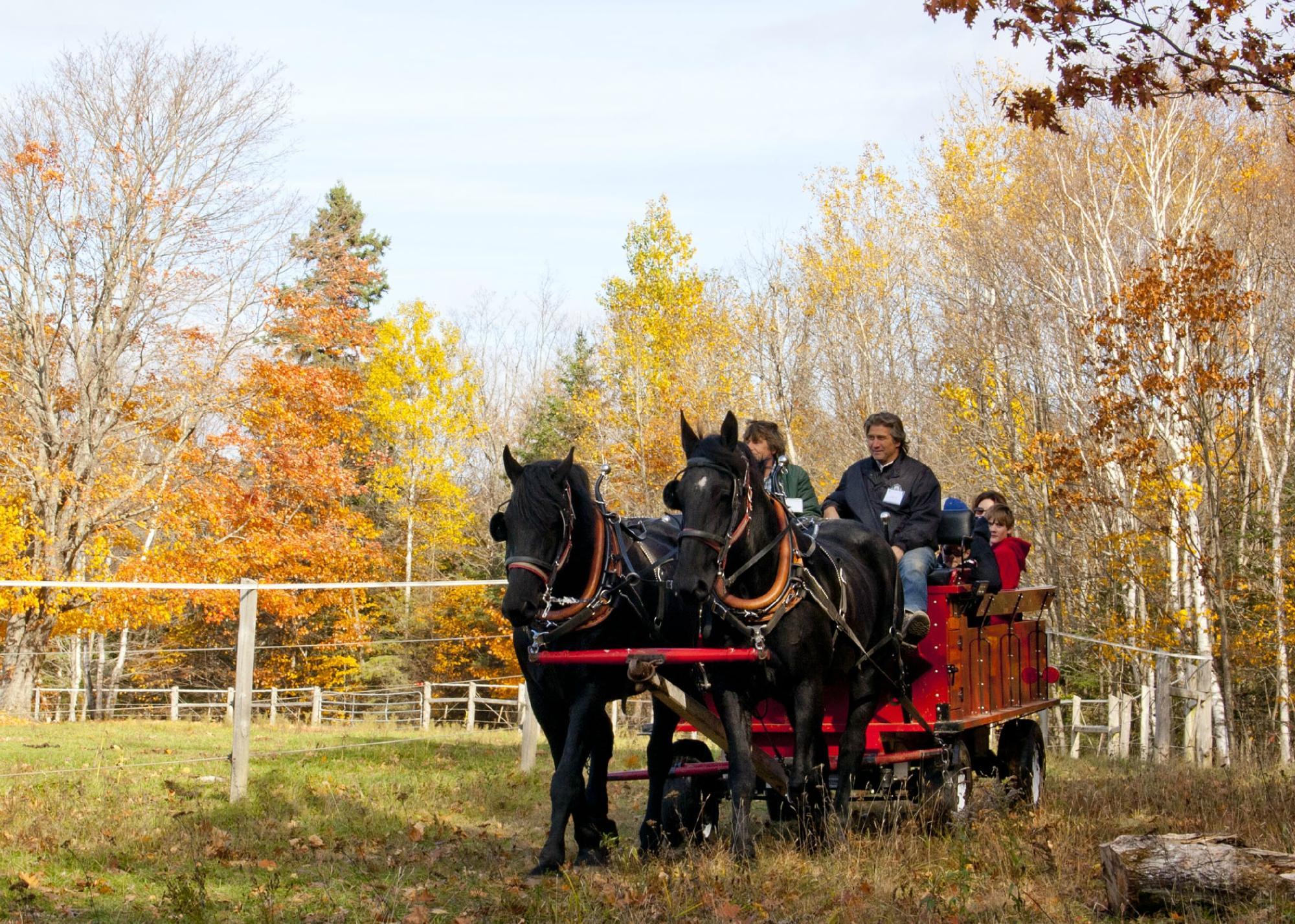 Back of Beyond Equine Centre